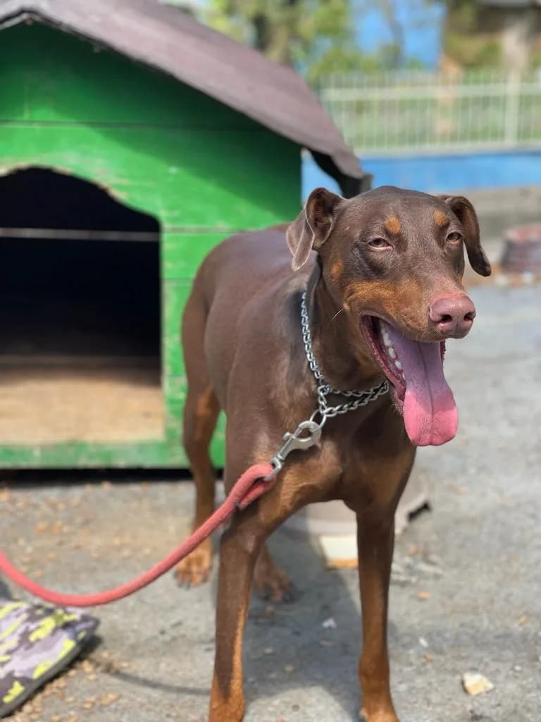Doberman