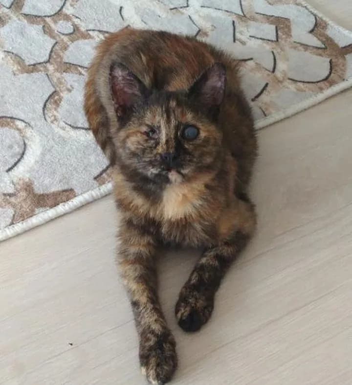 Kestane