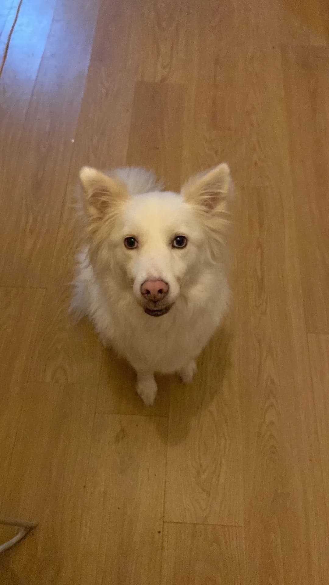 Loki