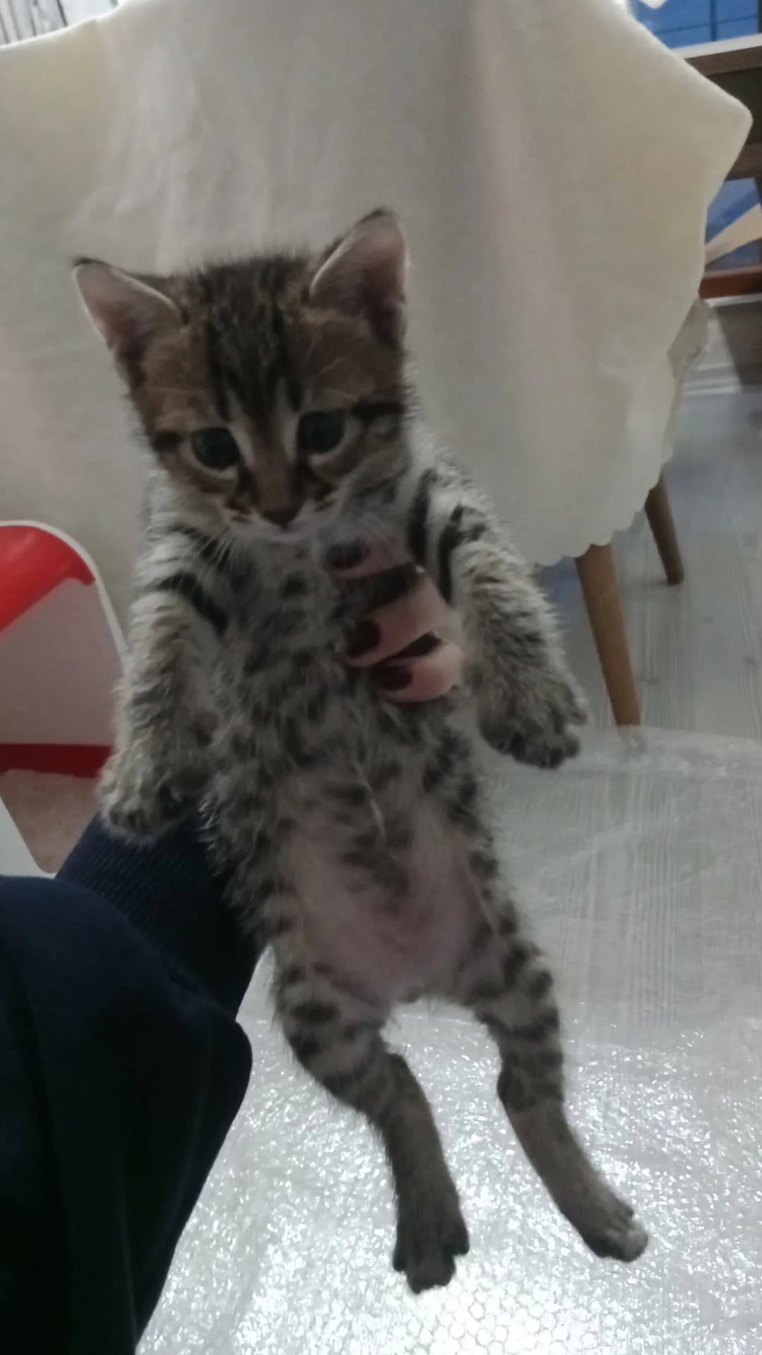 MİNİŞ