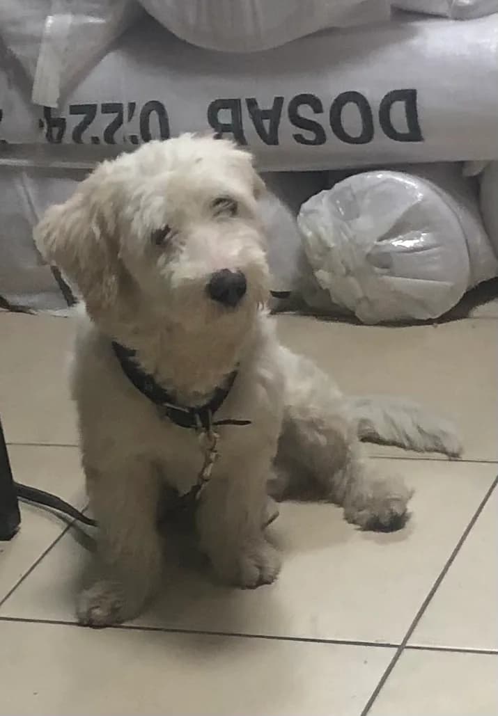 Köpek