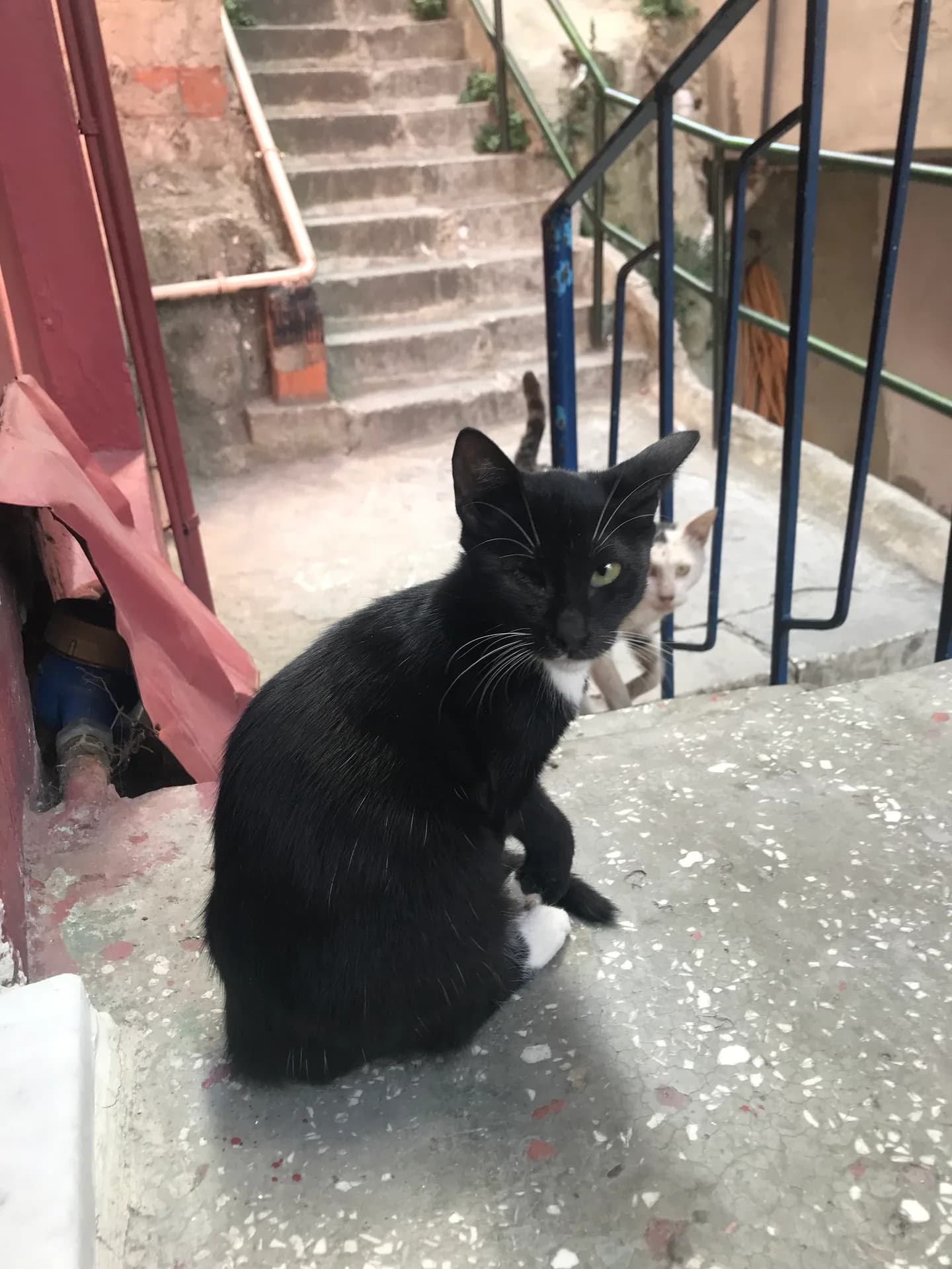 Zeytin