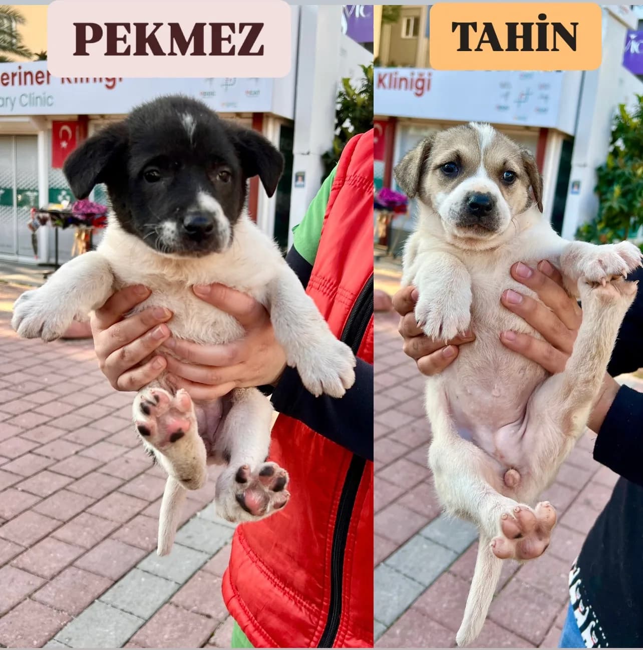 Tahin&amp;Pekmez