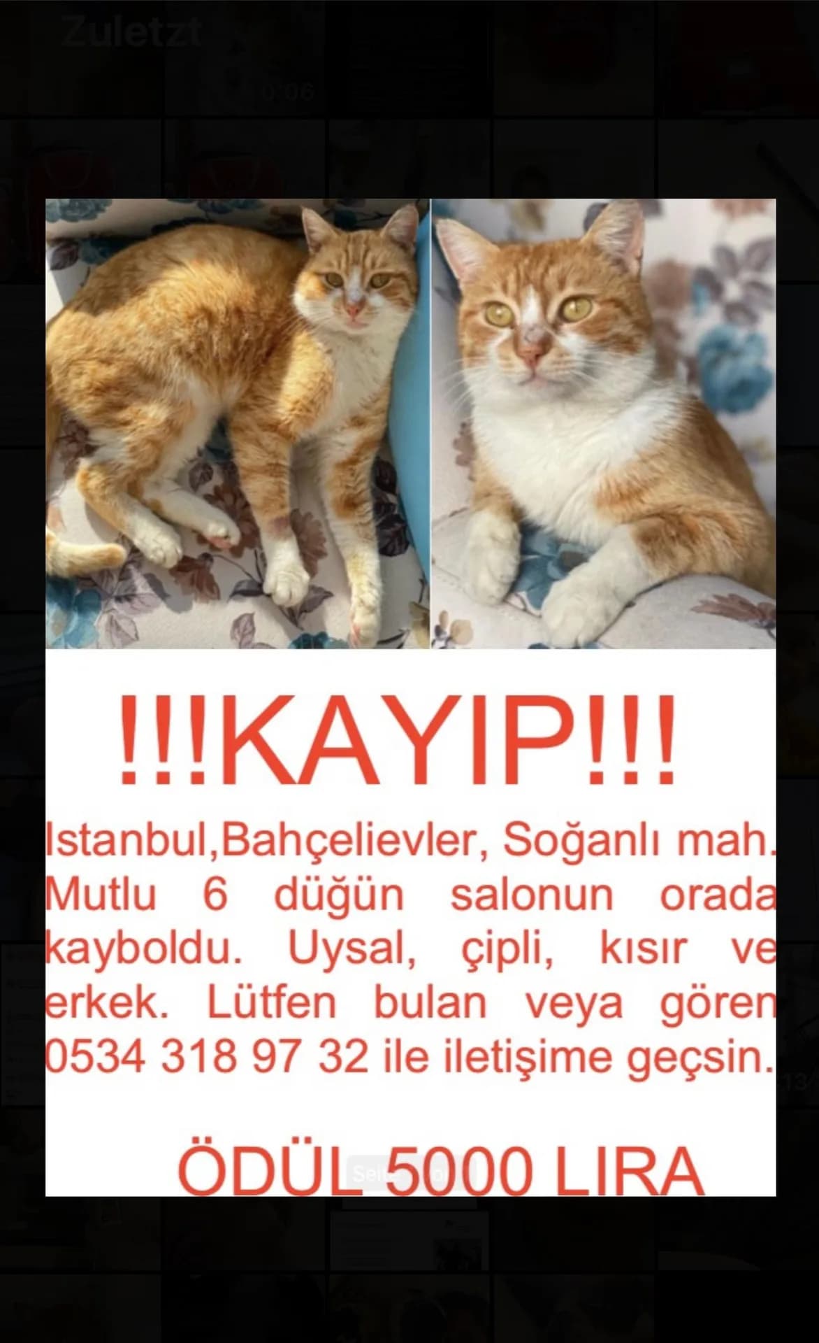 MirMir