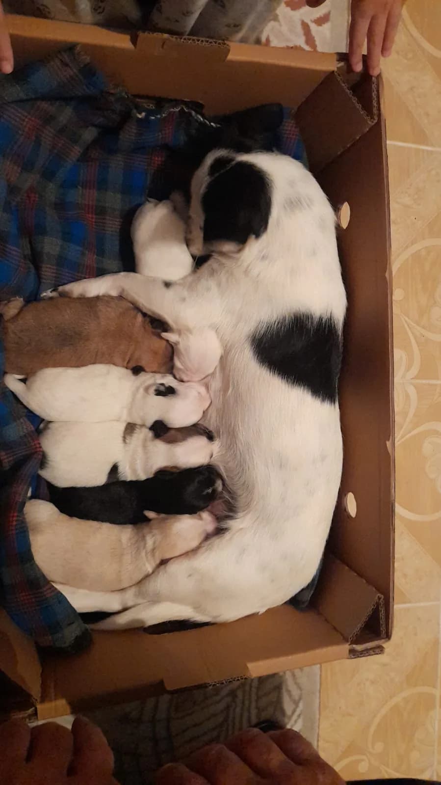 Pelüş un bebekleri