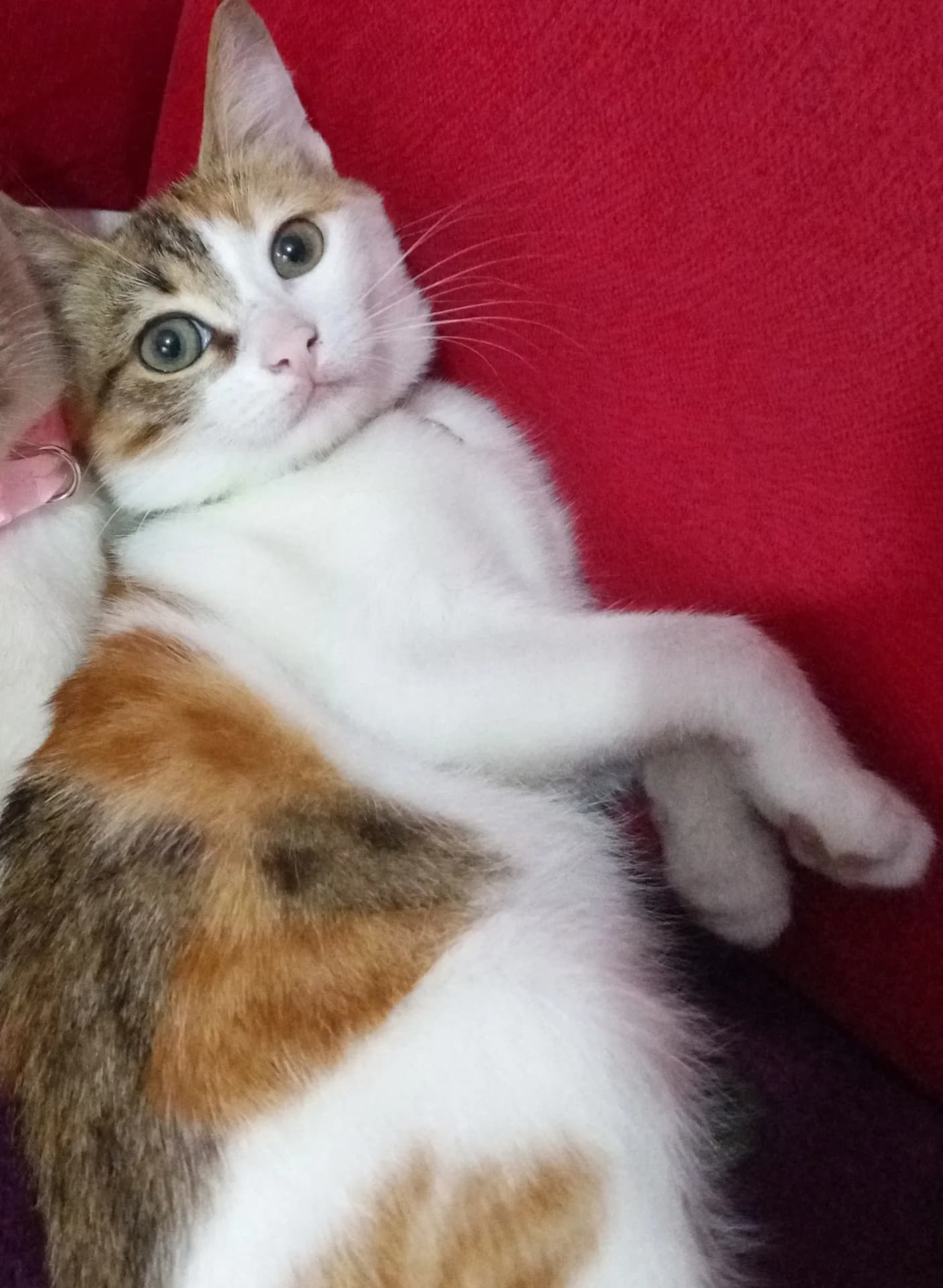 Çilek