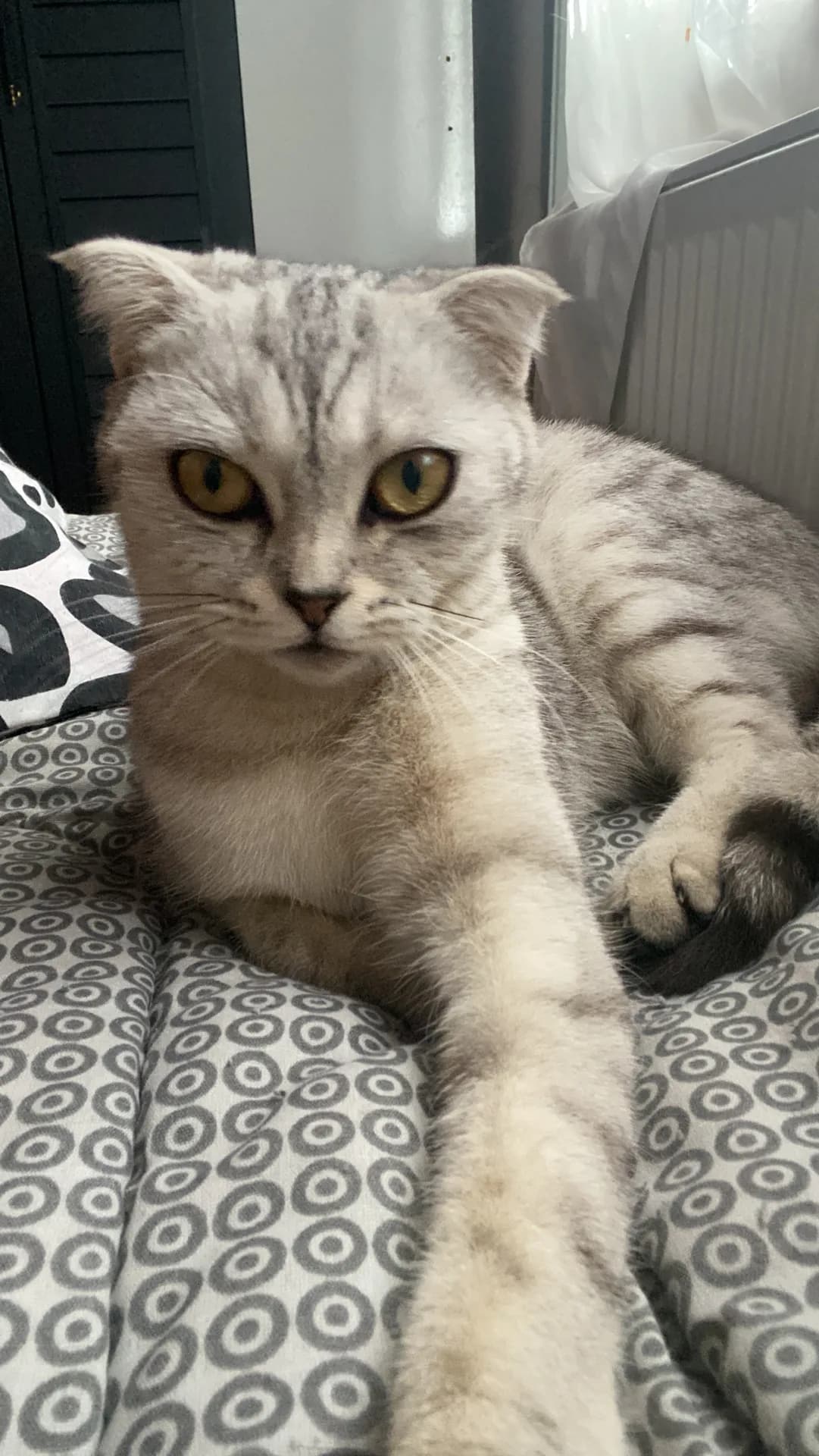 Maya
