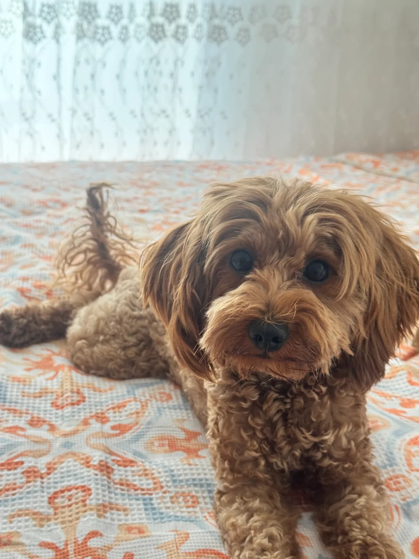 Bella