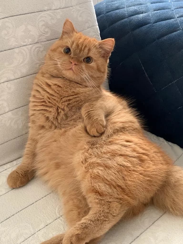 Leo
