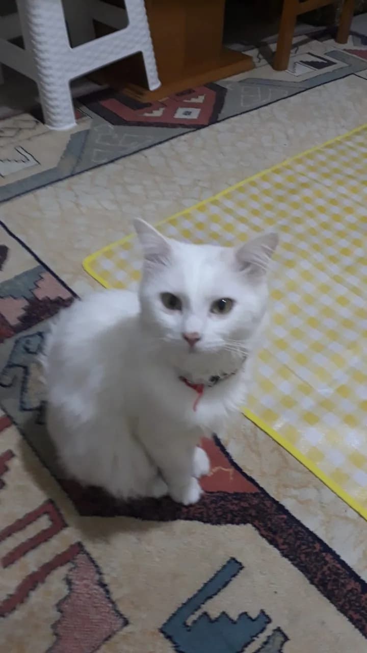 Fıstık