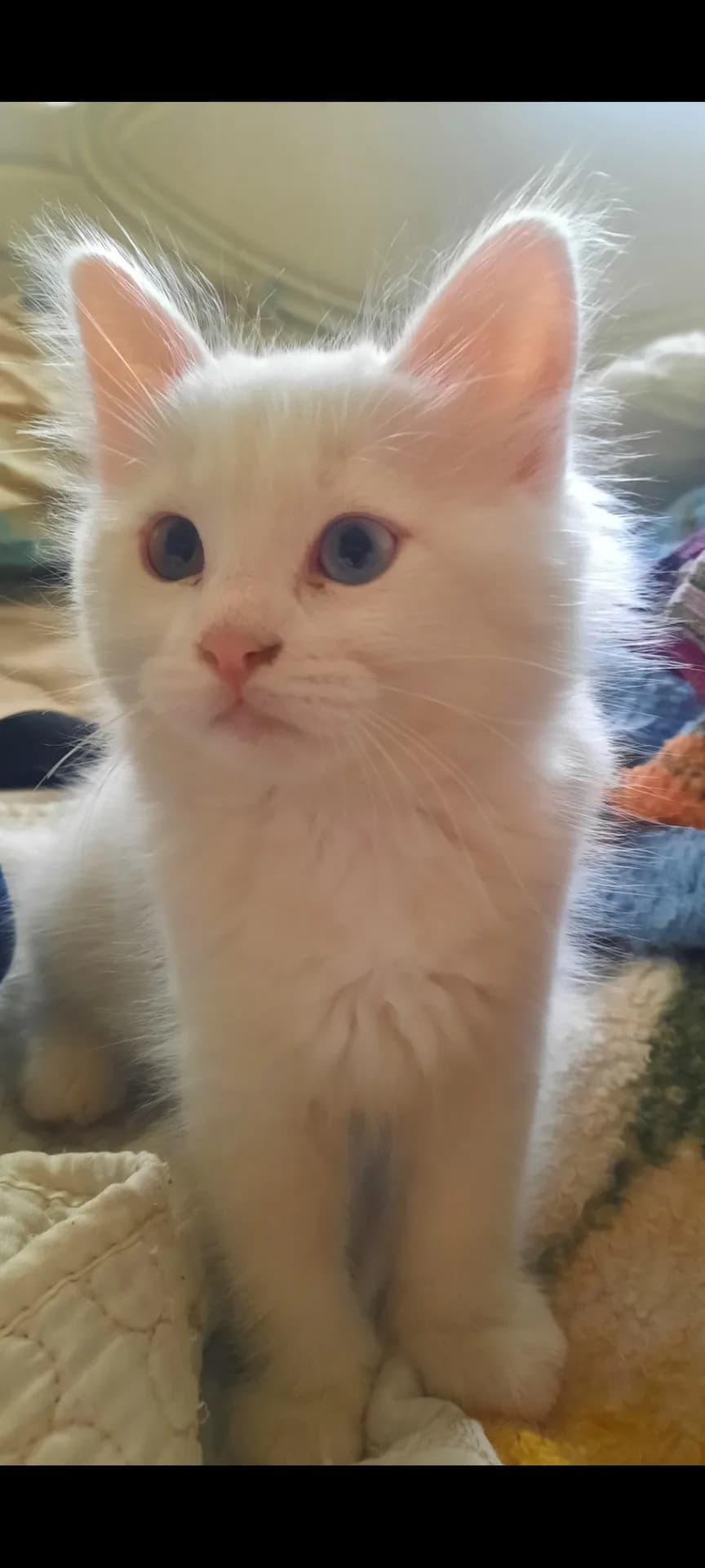 Pamuk