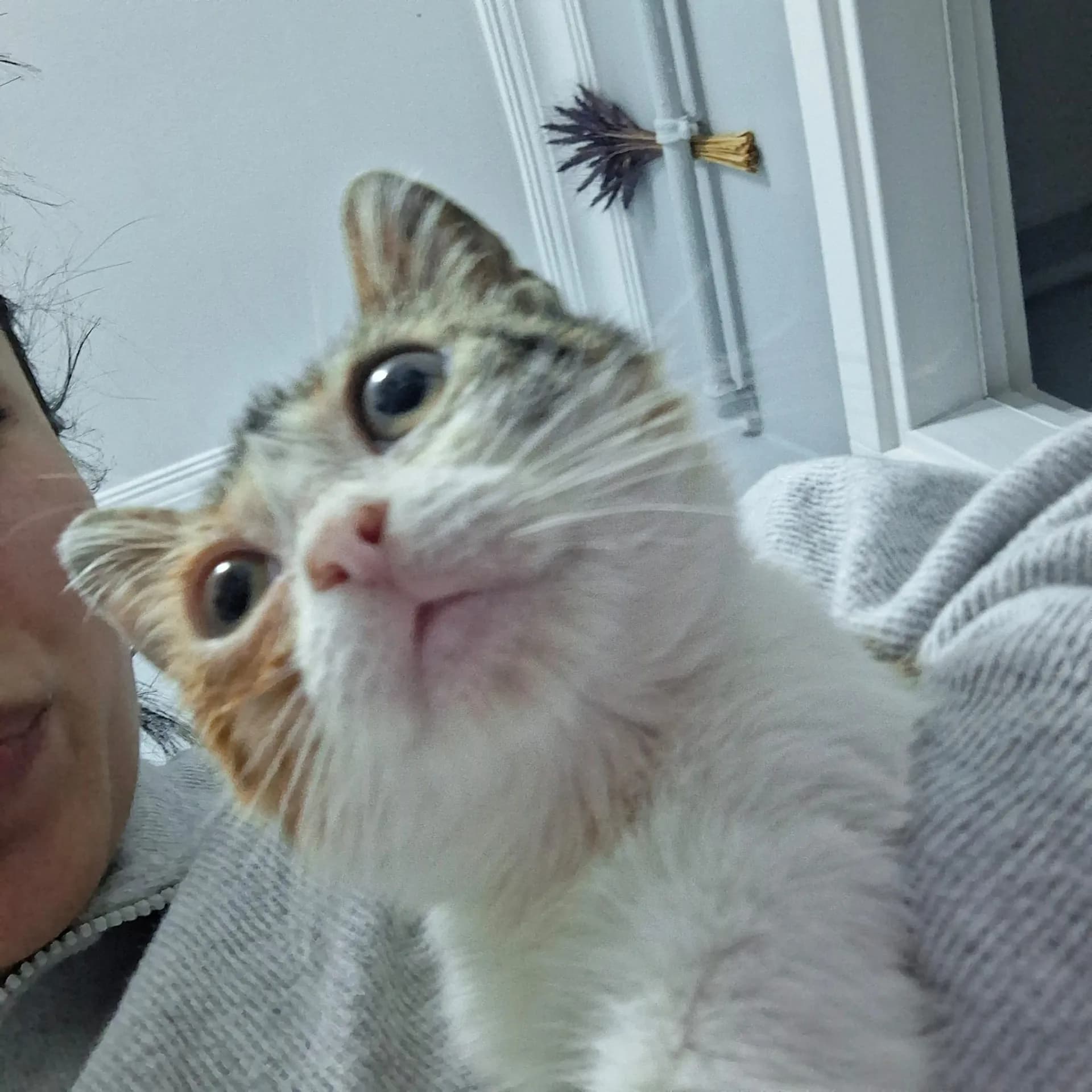 miniş