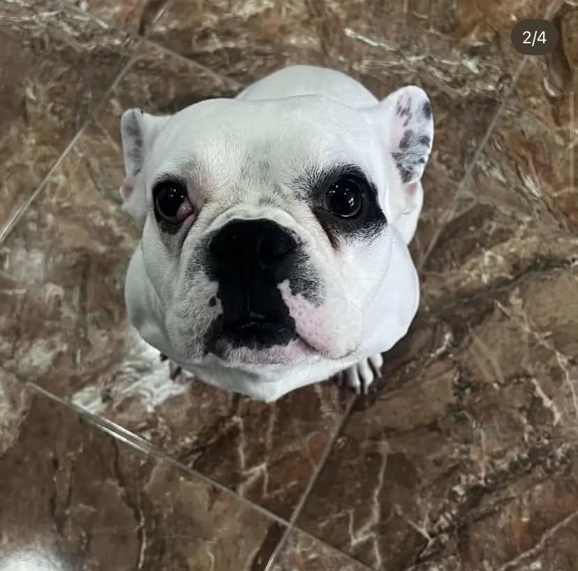Rex