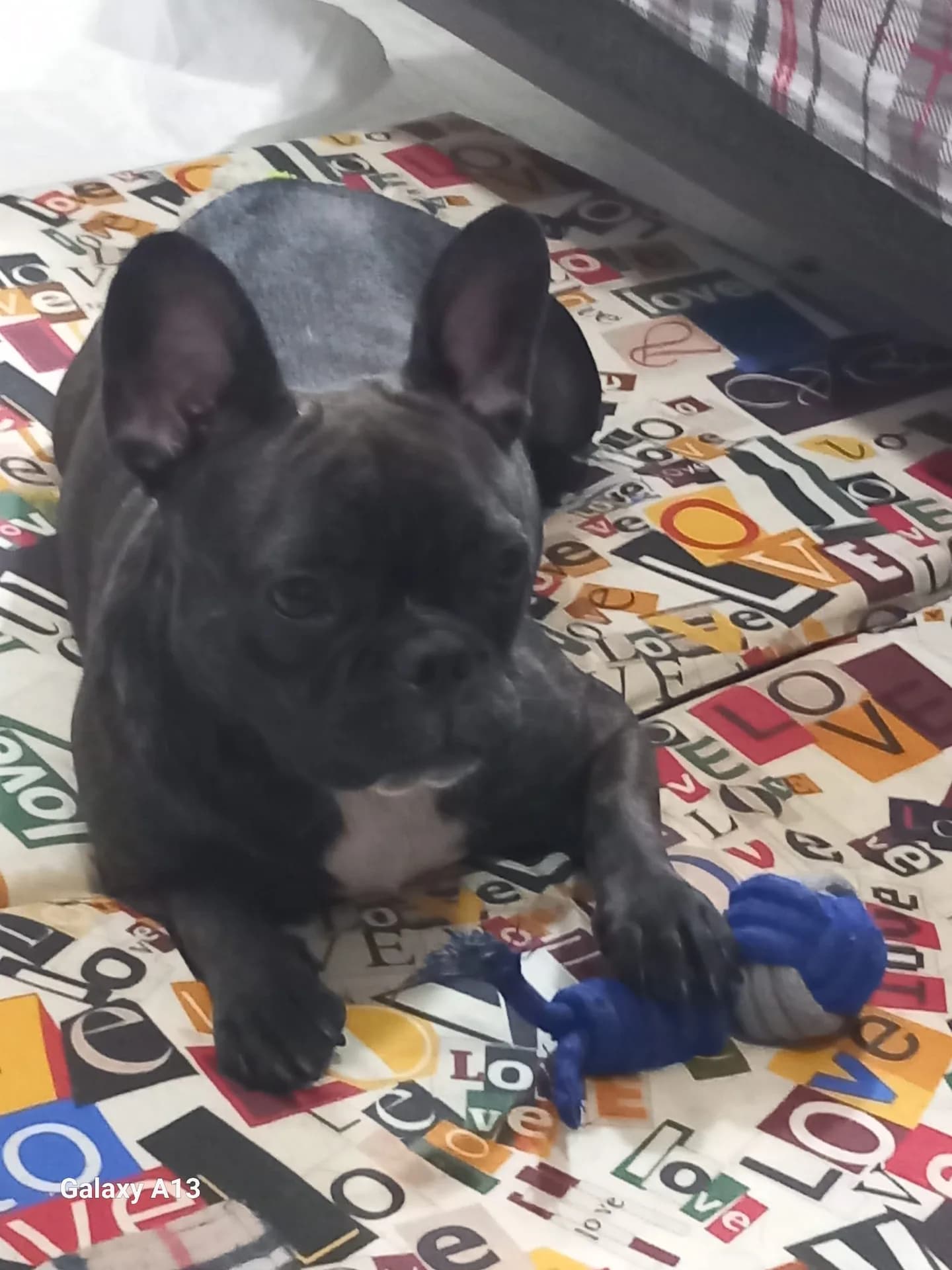 Fransız buldog