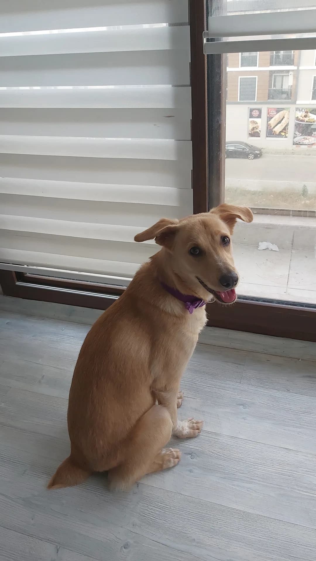 Venüs