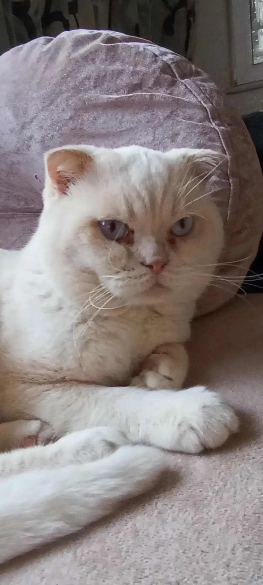 Oscar