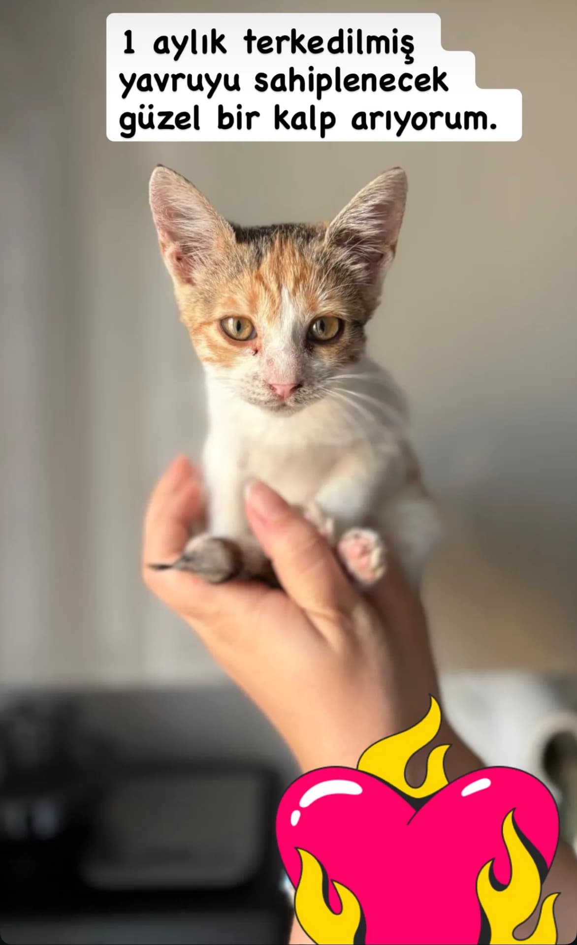 Calico