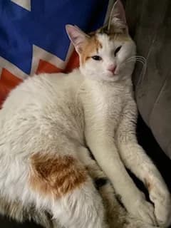 Pamuk