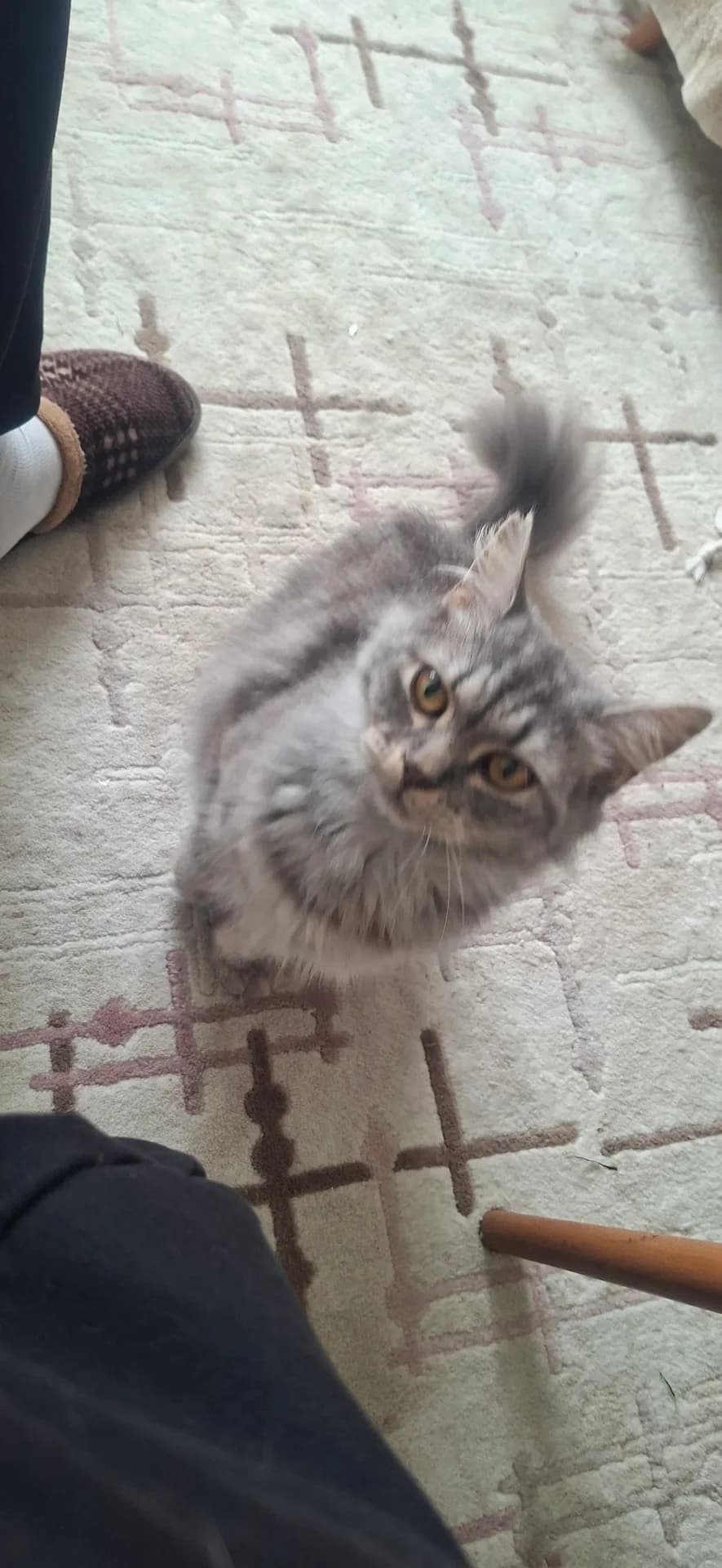 Lila