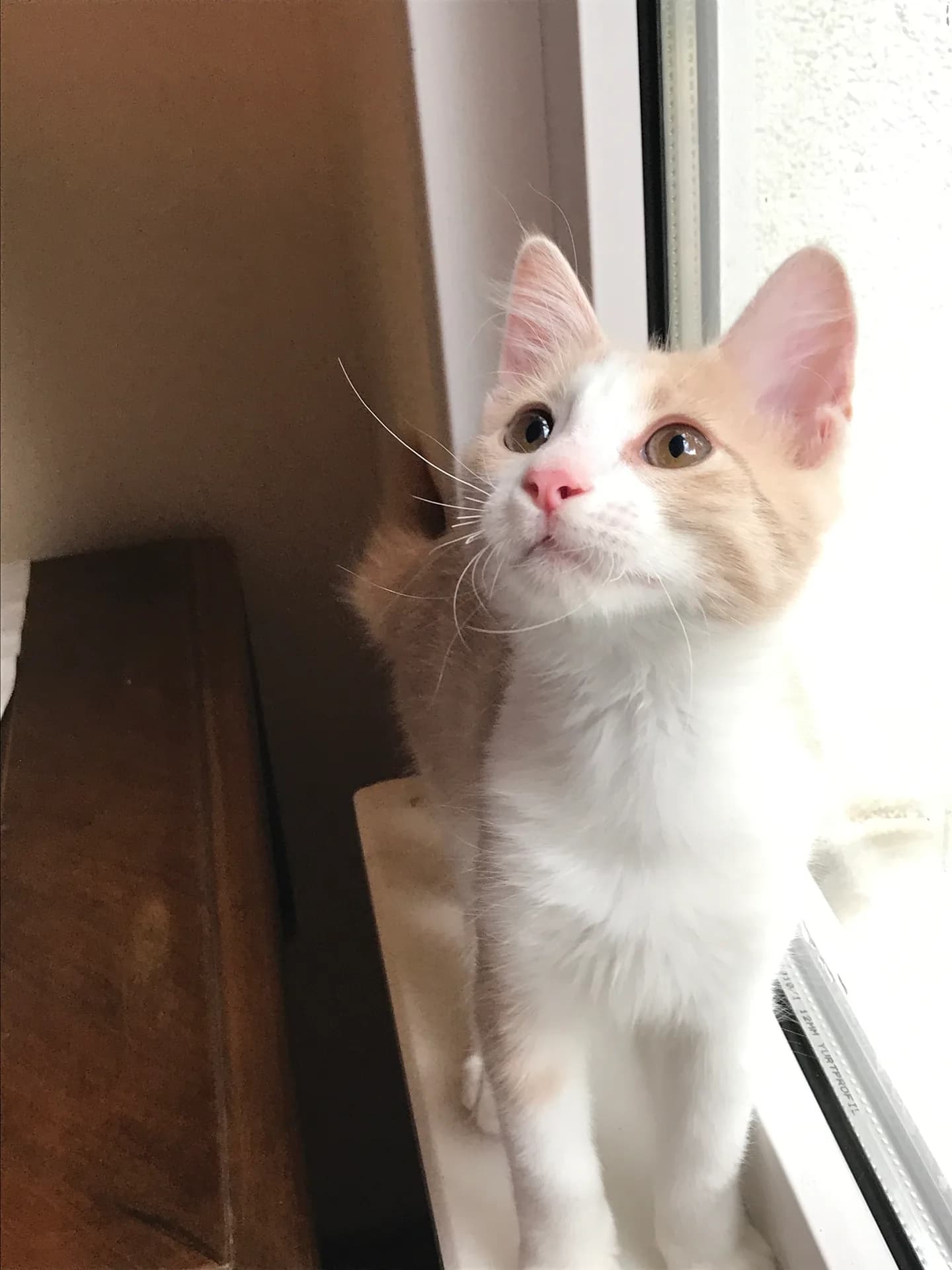 sunny