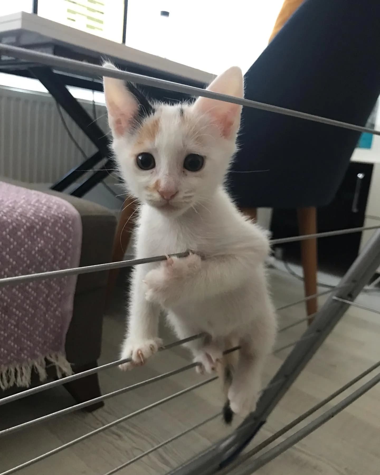 Kuki