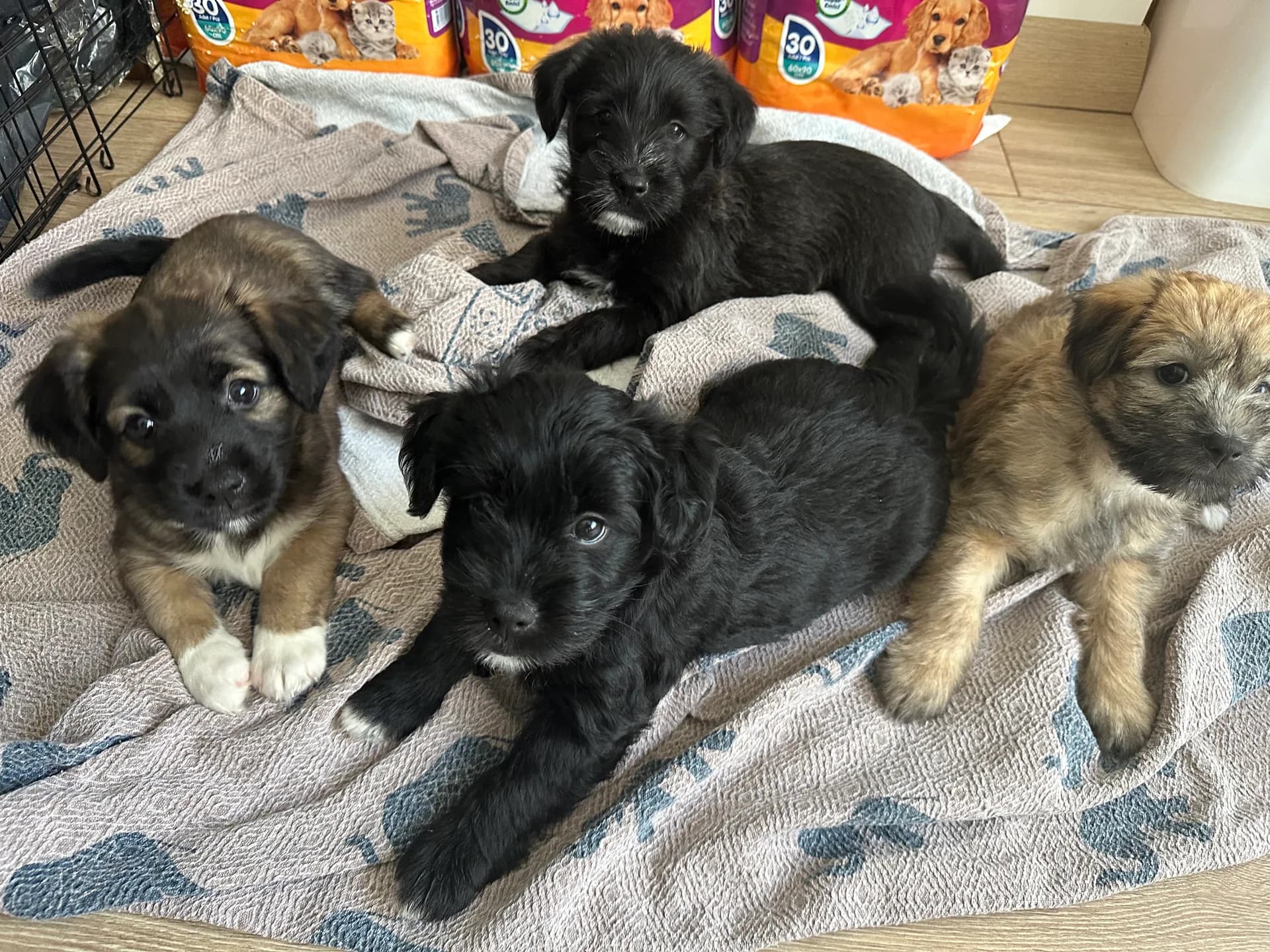2 aylık terrier kardeşler