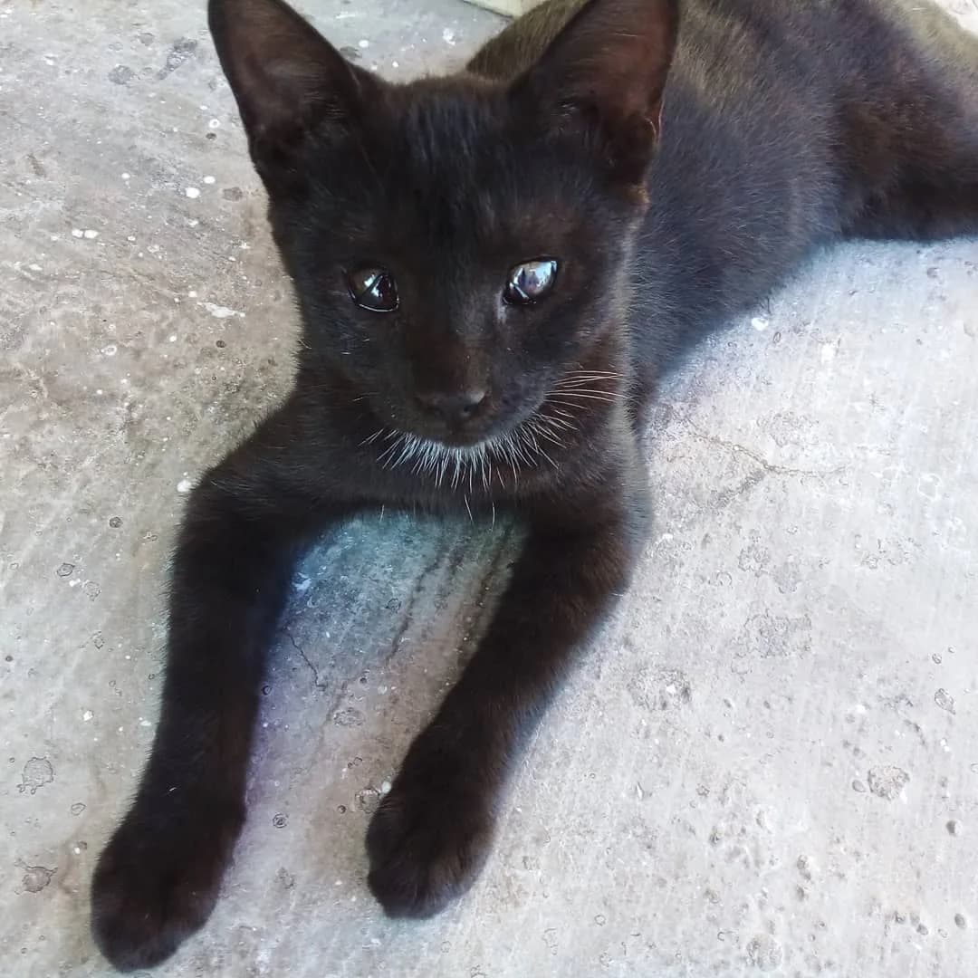 Kömür