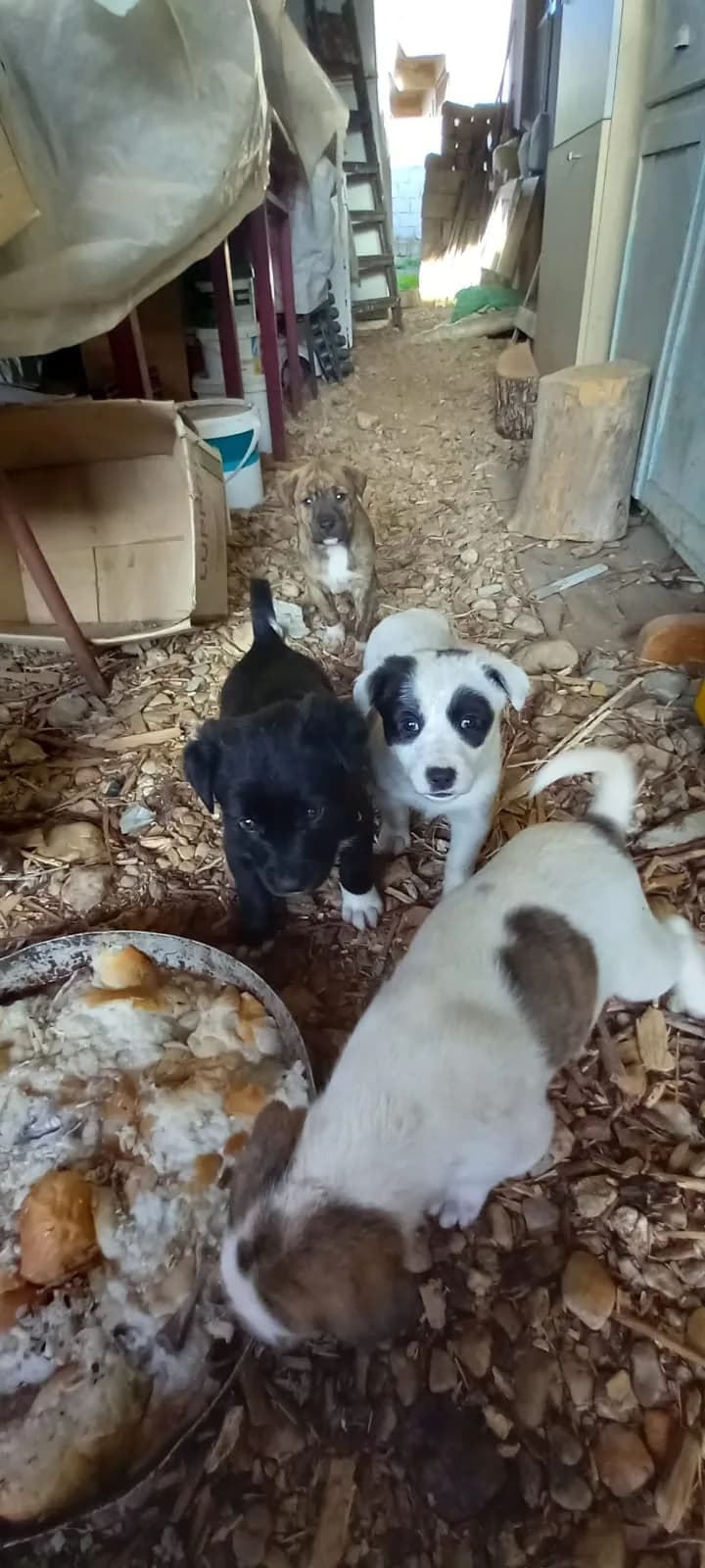 5 masum yavru