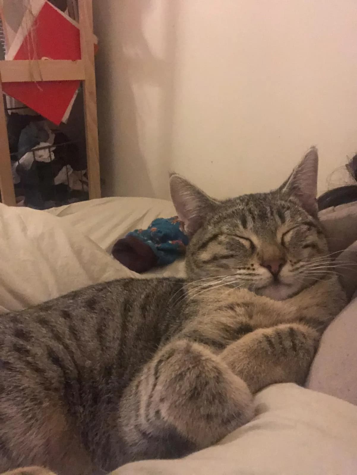 Turta