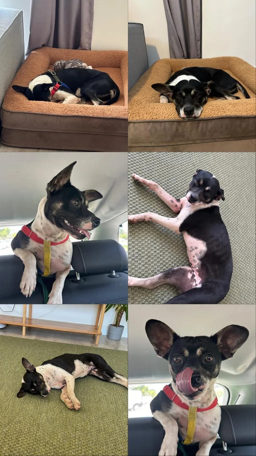 Bella