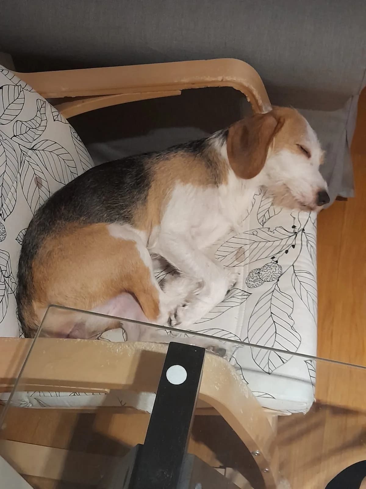 Roxy