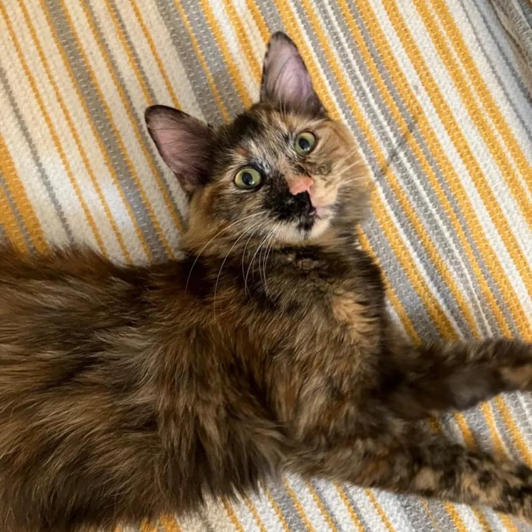 Karamel