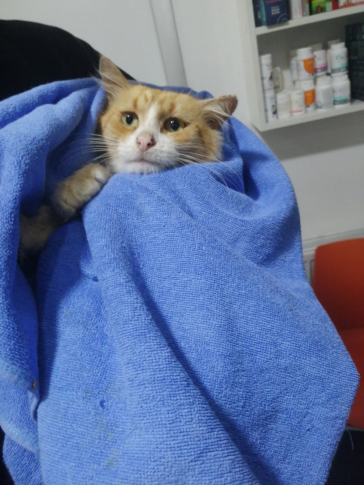 Gürültü