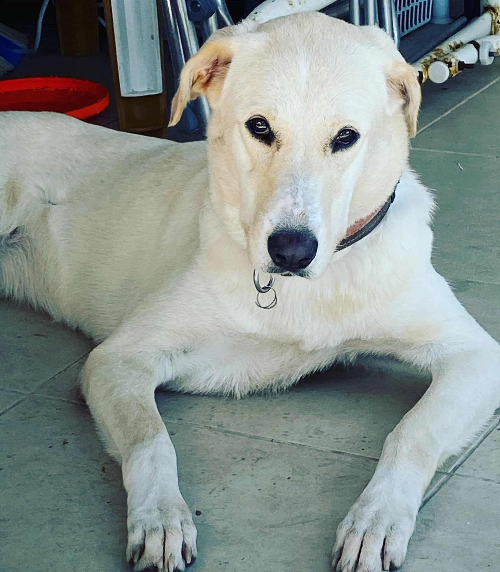 Daisy