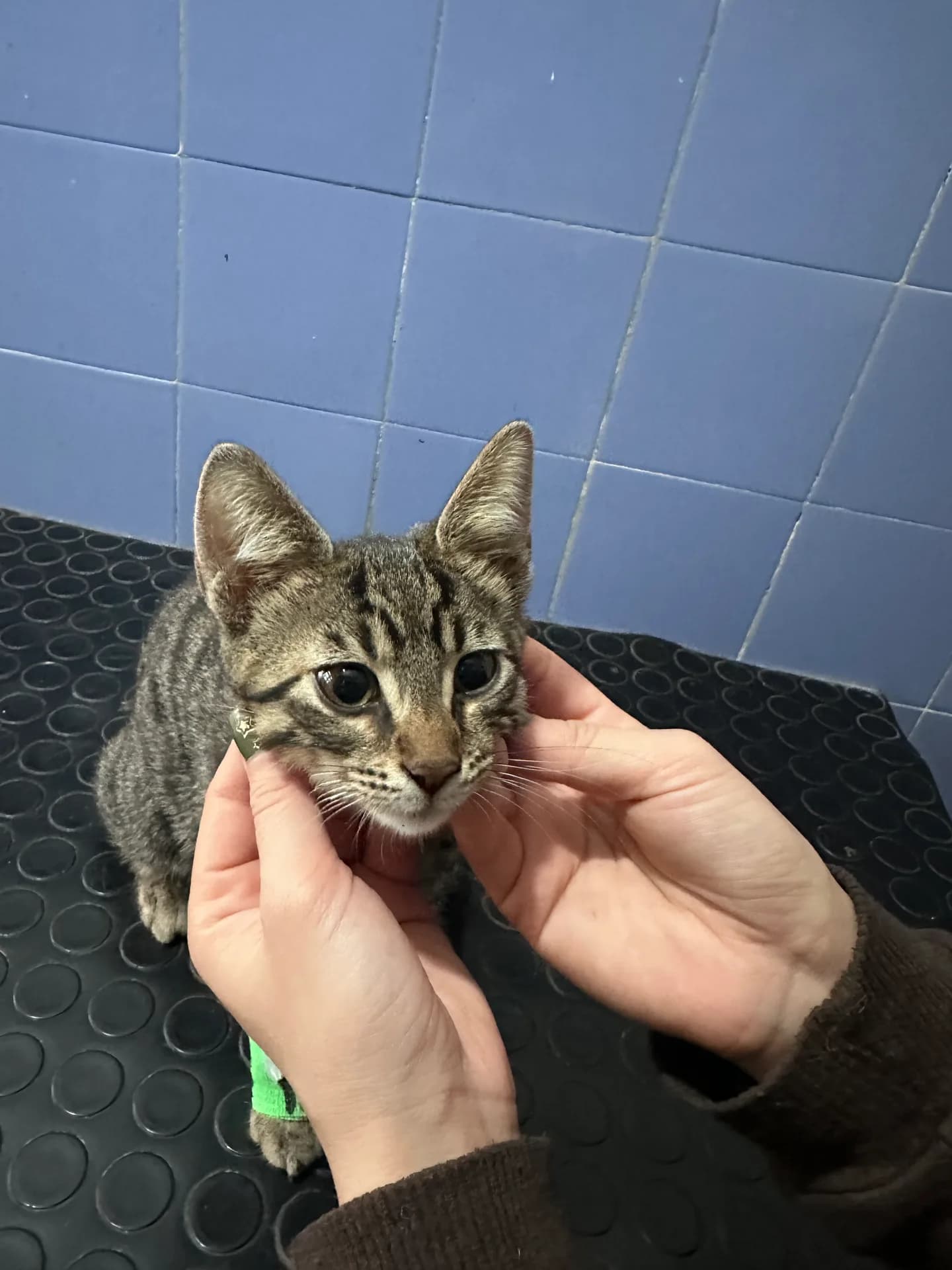 Minik