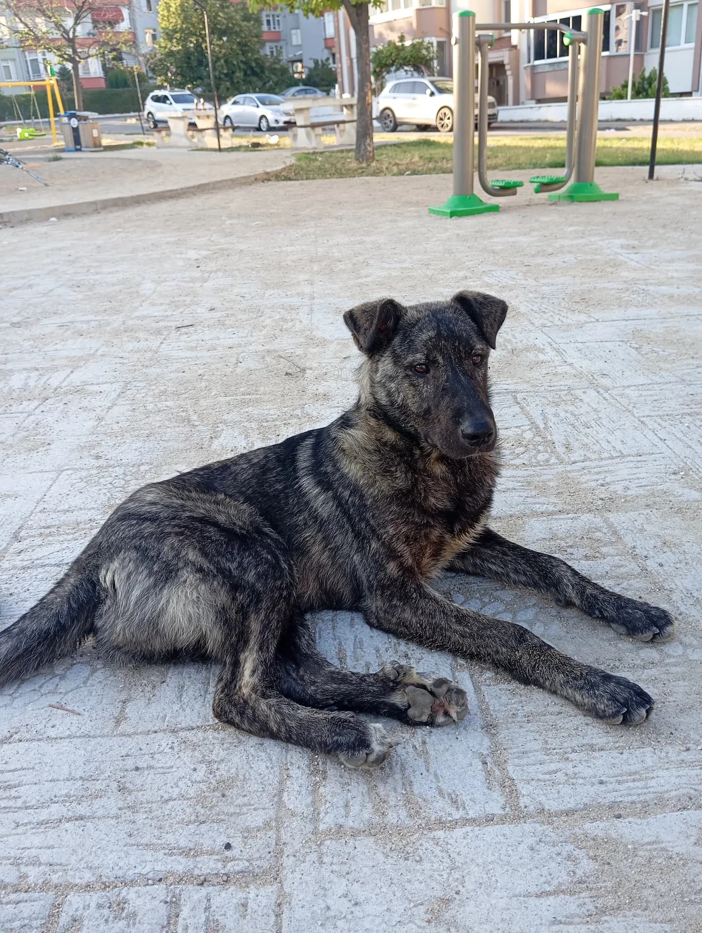 yok