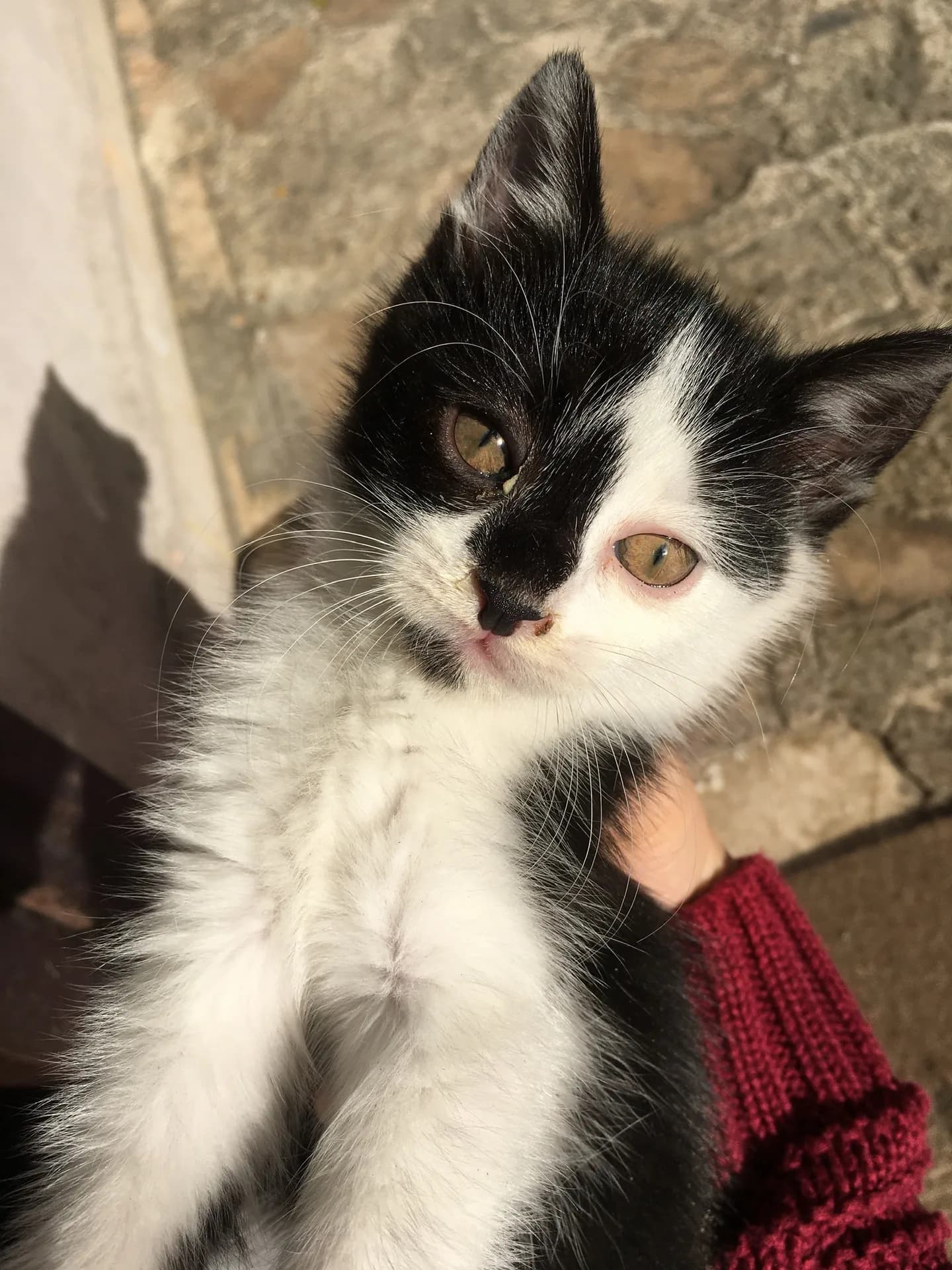 Sylvester