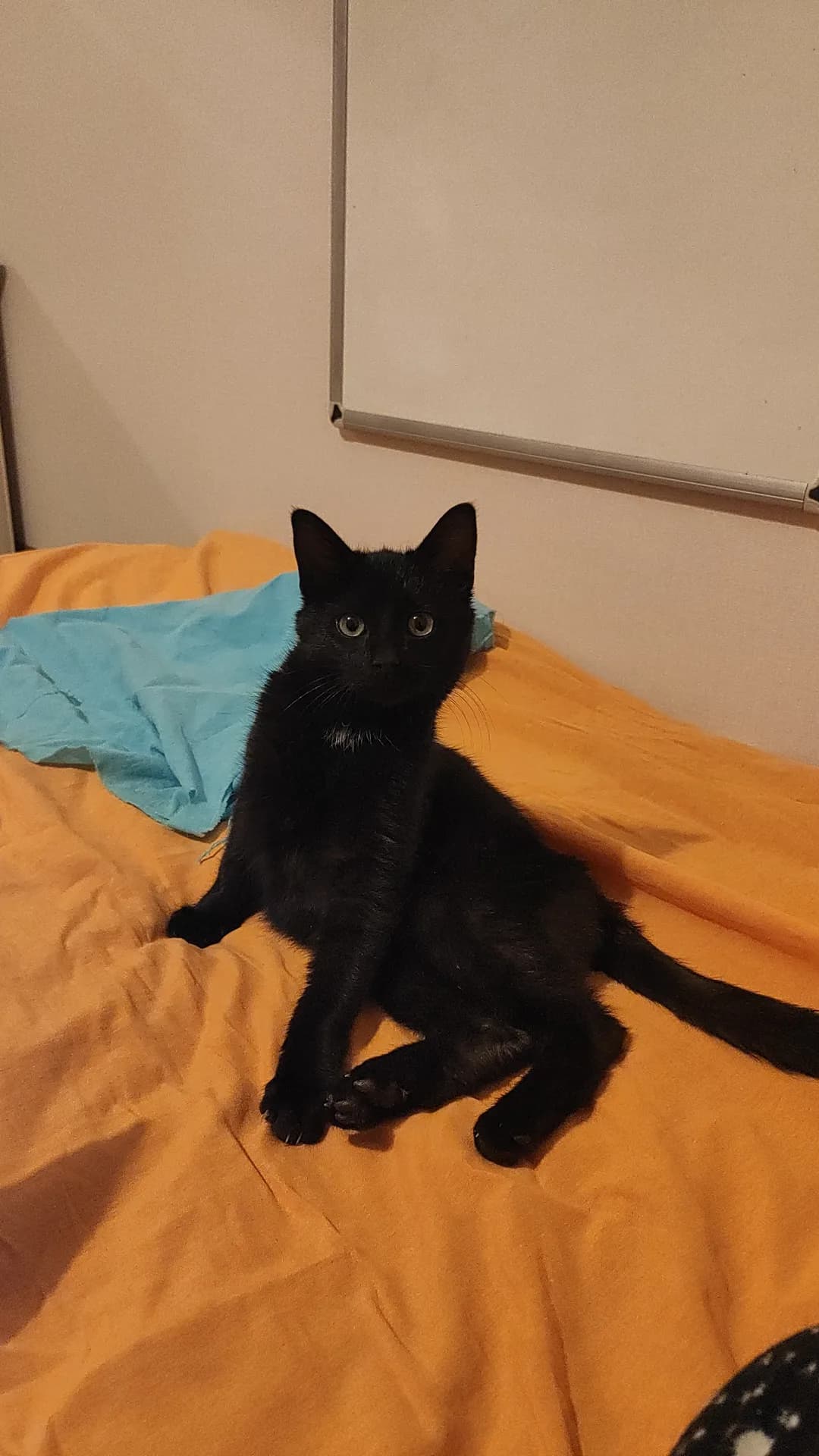Kedo