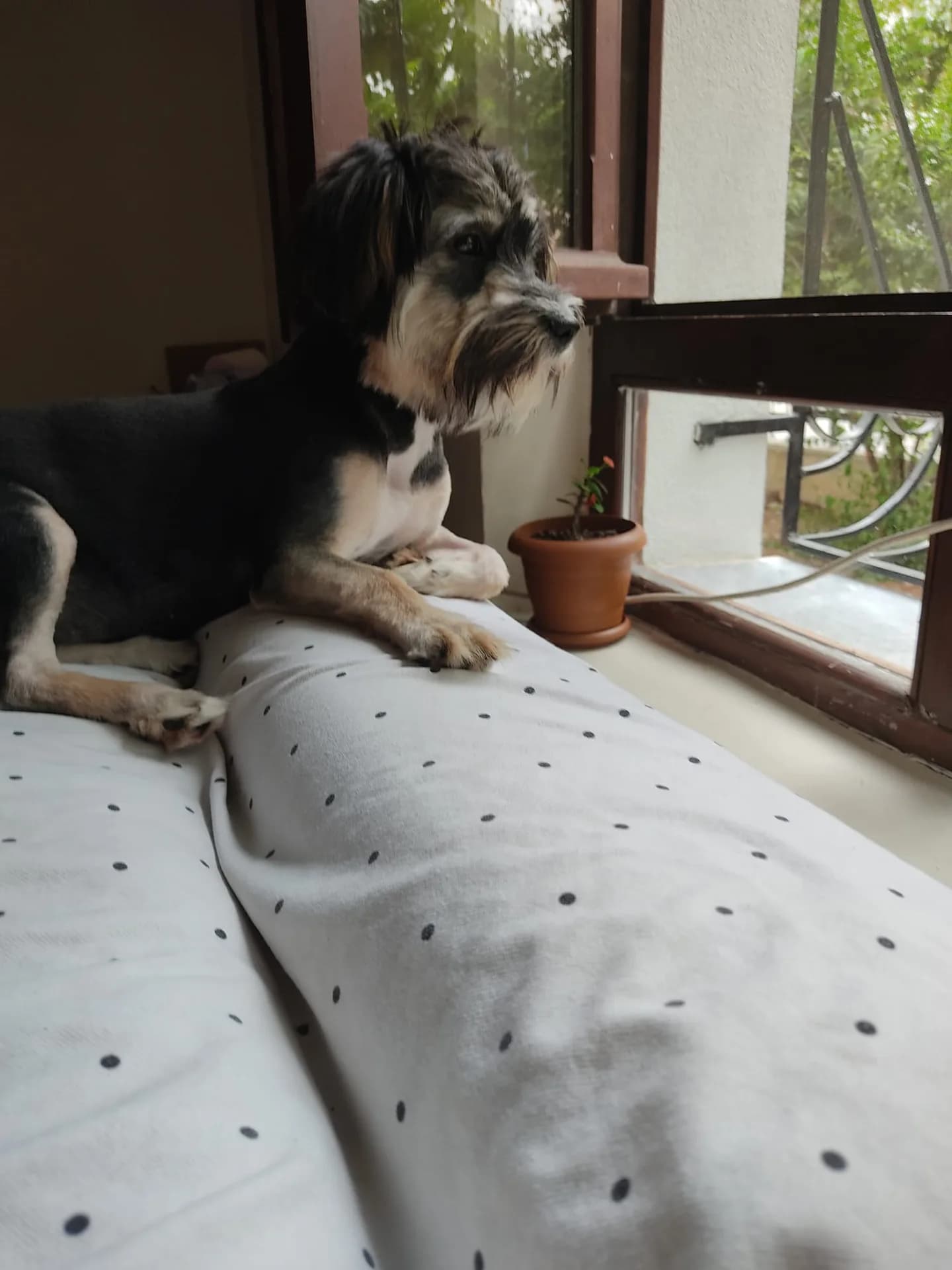 Zeytin