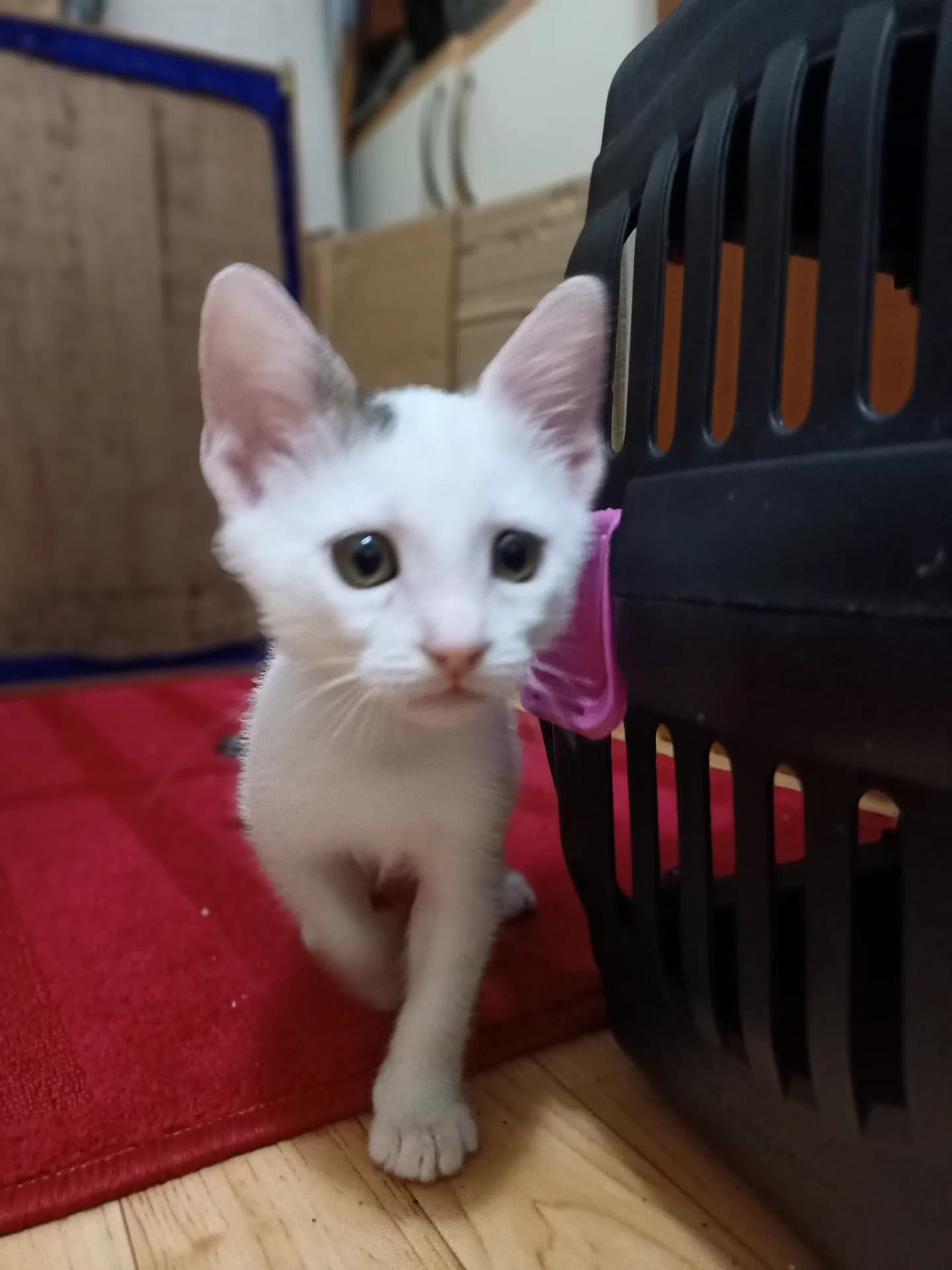 Zeyna