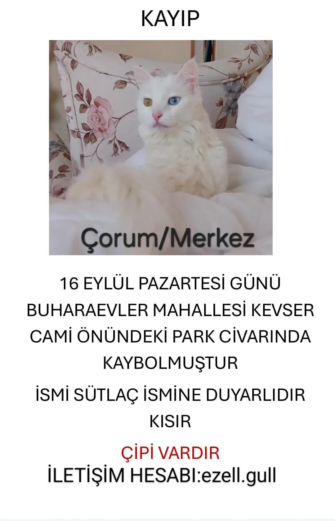 Sütlaç