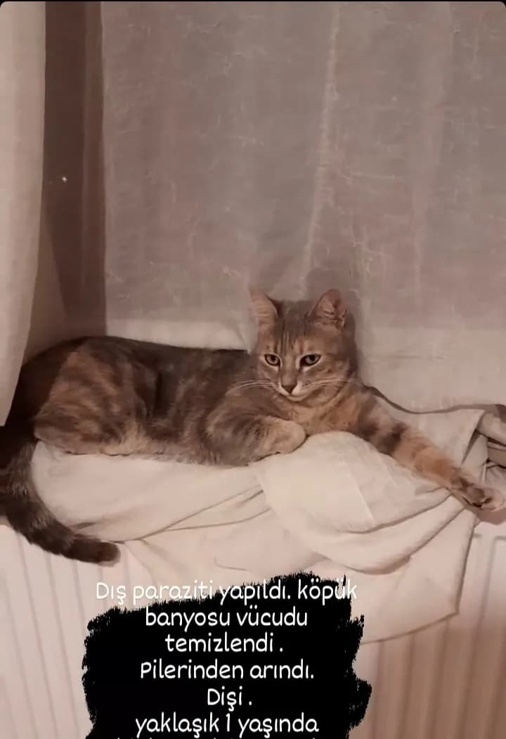 Yok