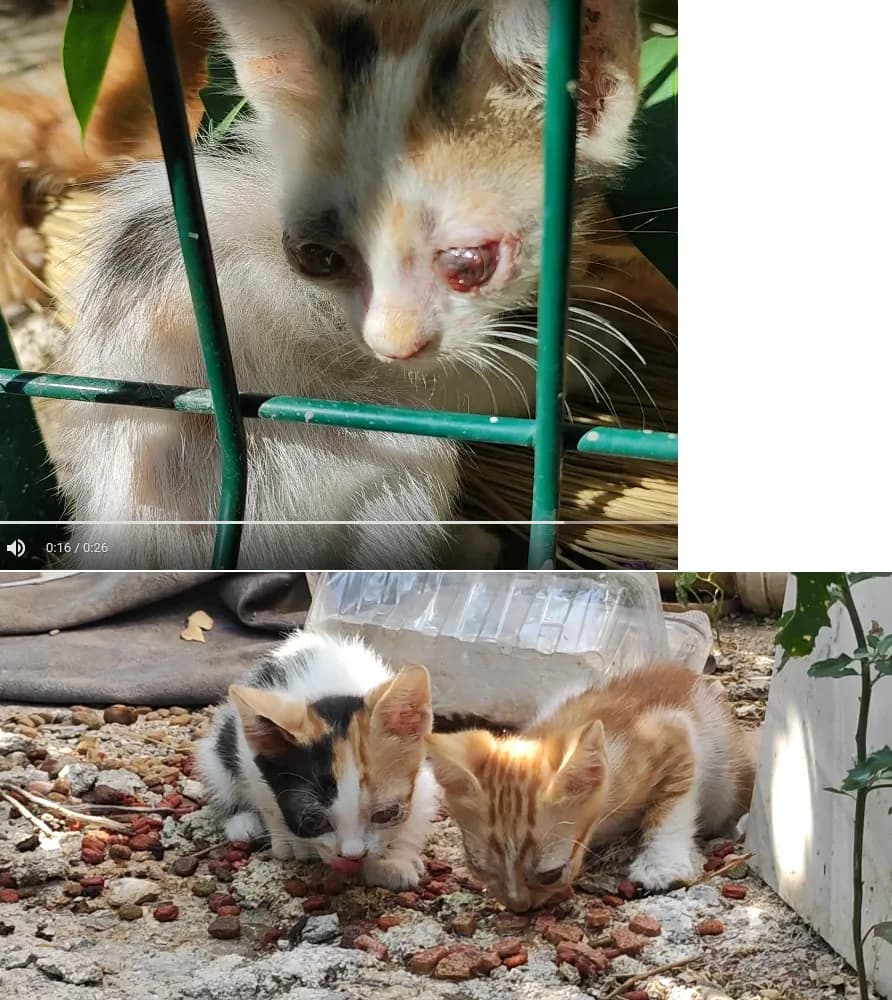 sokak kedisi - 5 adet kör yavru kedi