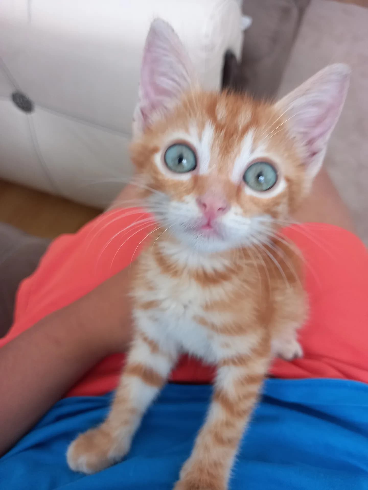 Çilek