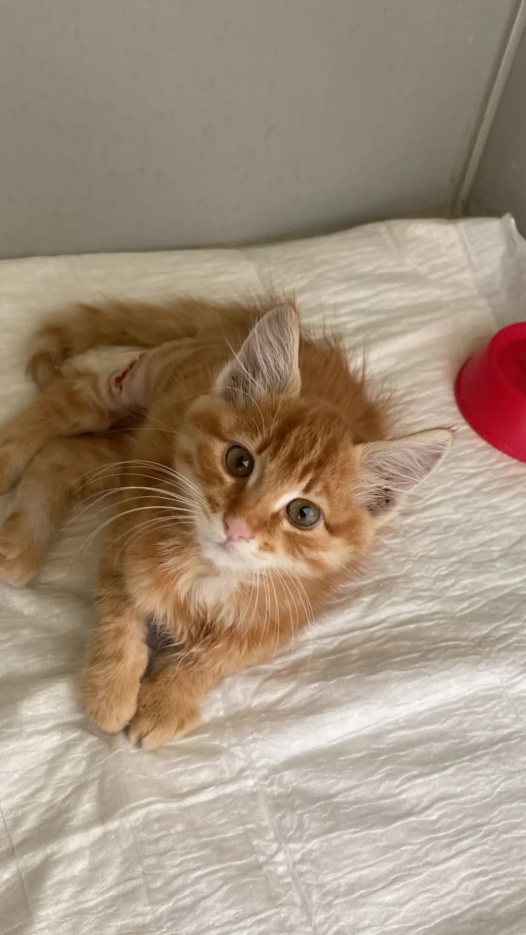 sarman kedi