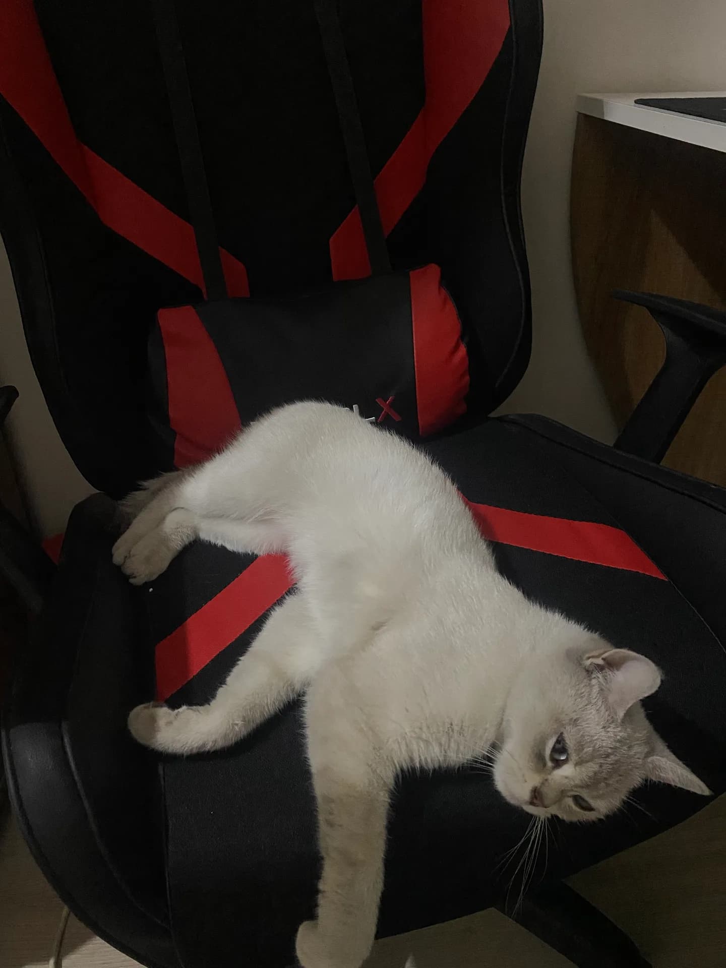 şahika