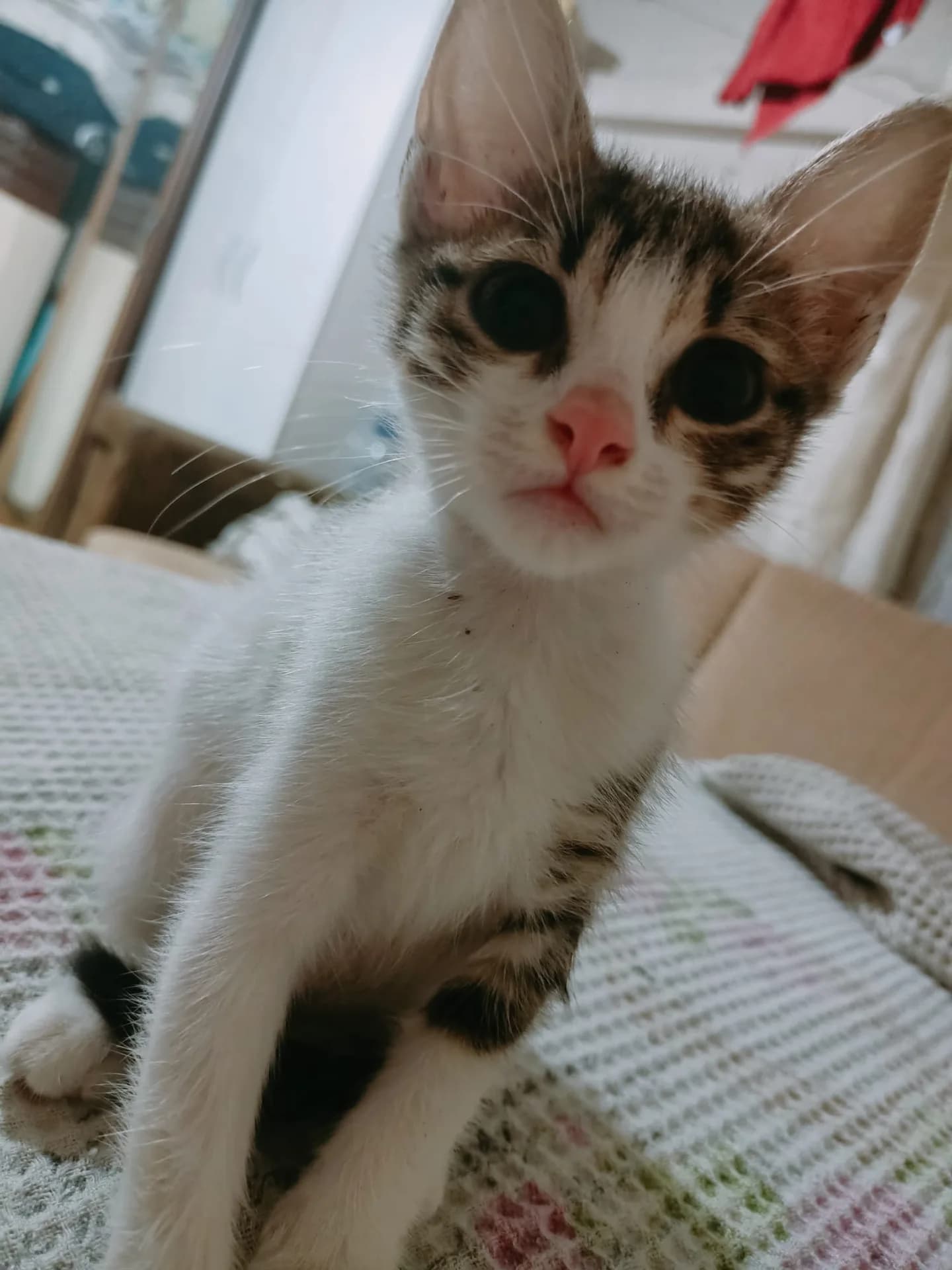 MİNNAK
