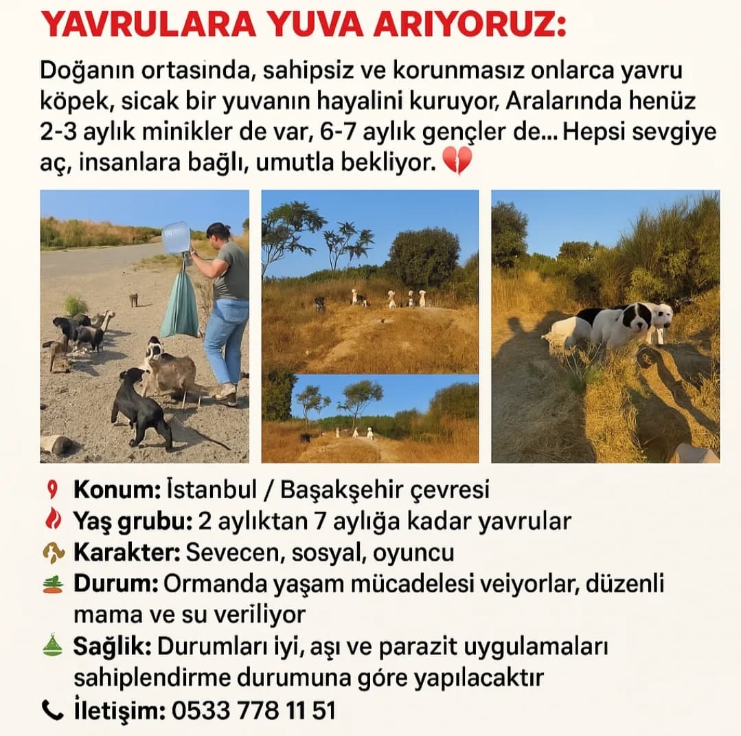 Yavrulara yuva arıyoruz