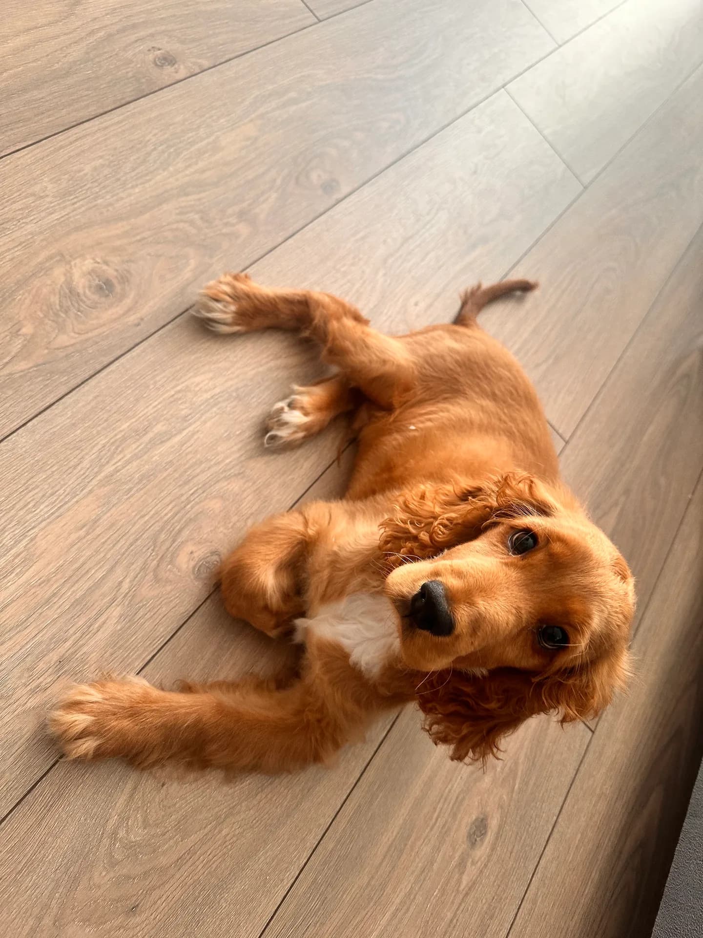 Cocker