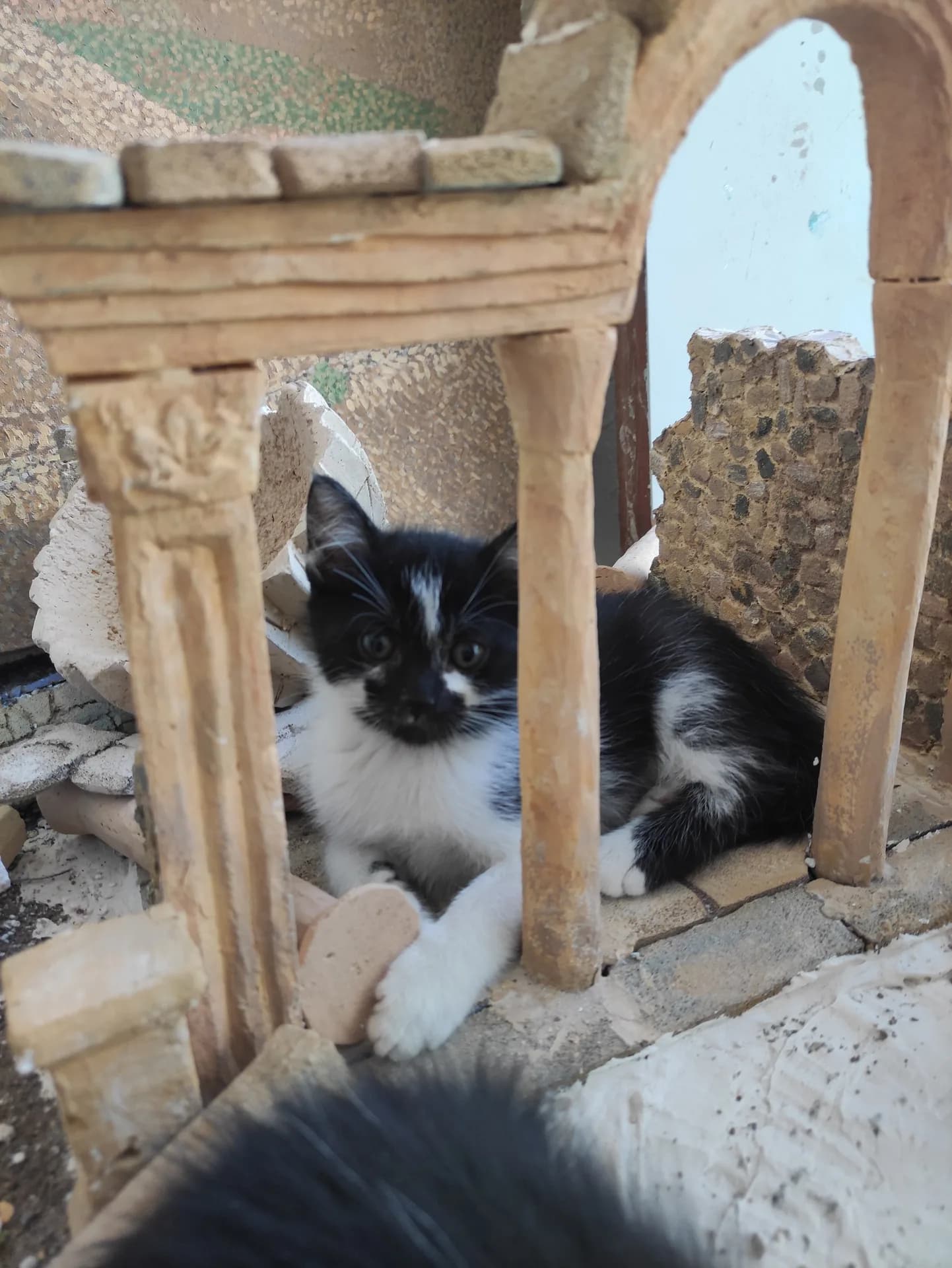 Kedi